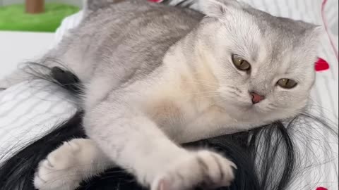 My cat do care me short video