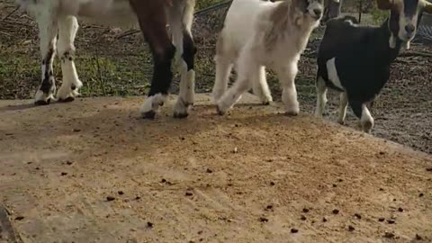 GOATS Playing