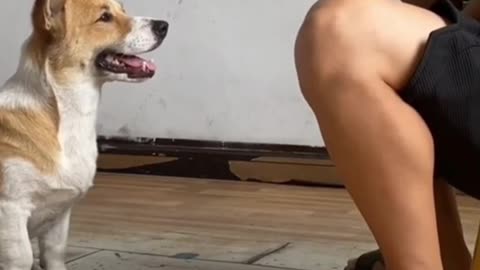 Dog sing after his caregiver for peanut crunchy 🥜