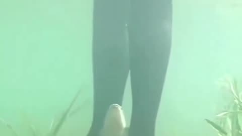 t is a male fish? 🤣