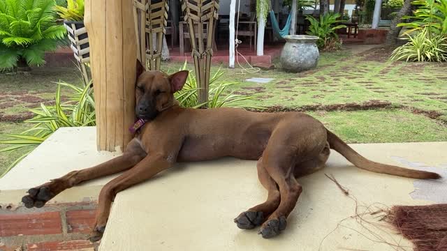 A tired dog in rest hour