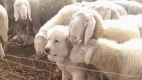 The Dog the Sheep Love—A Bond Across Species! 🐑🐕❤️