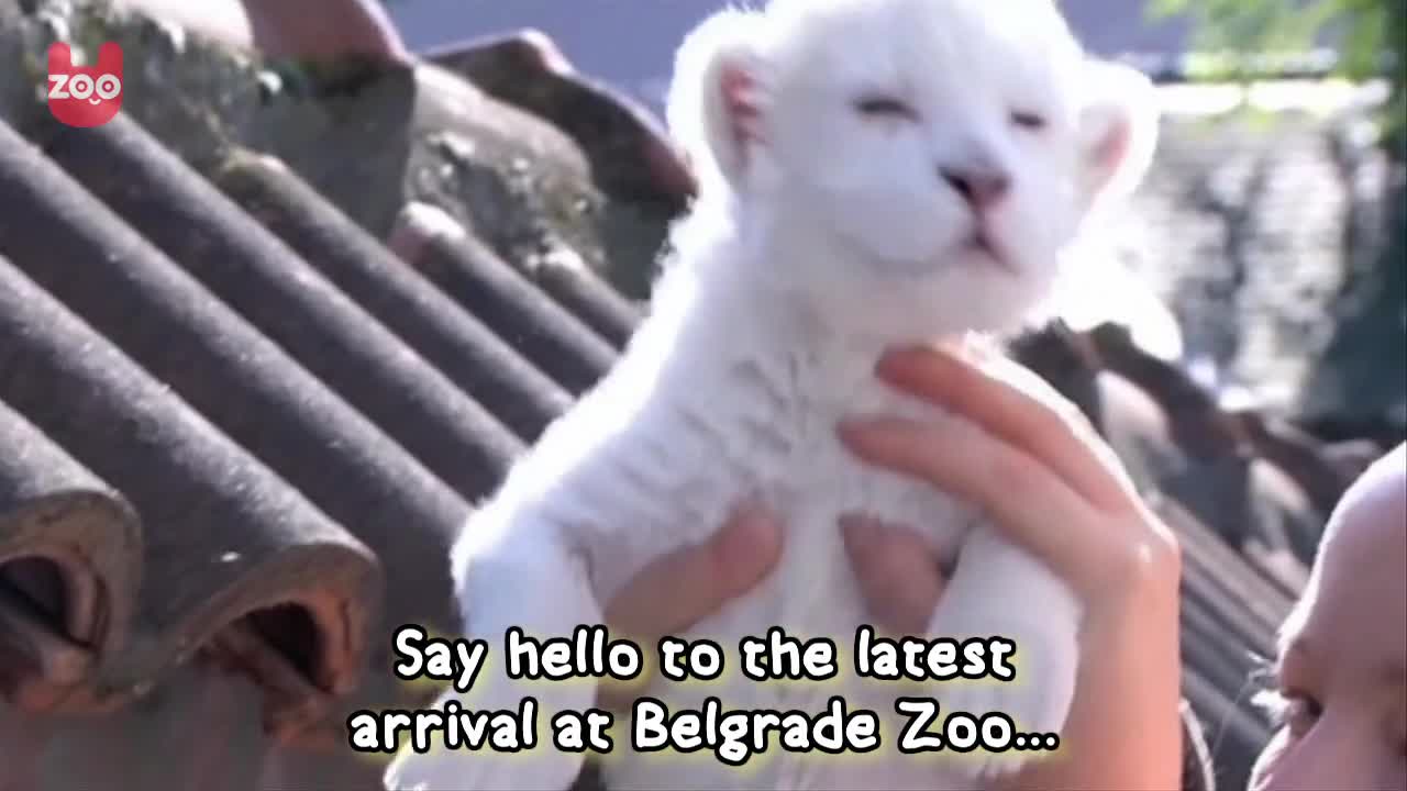 New White Lion Cub Born In Serbia