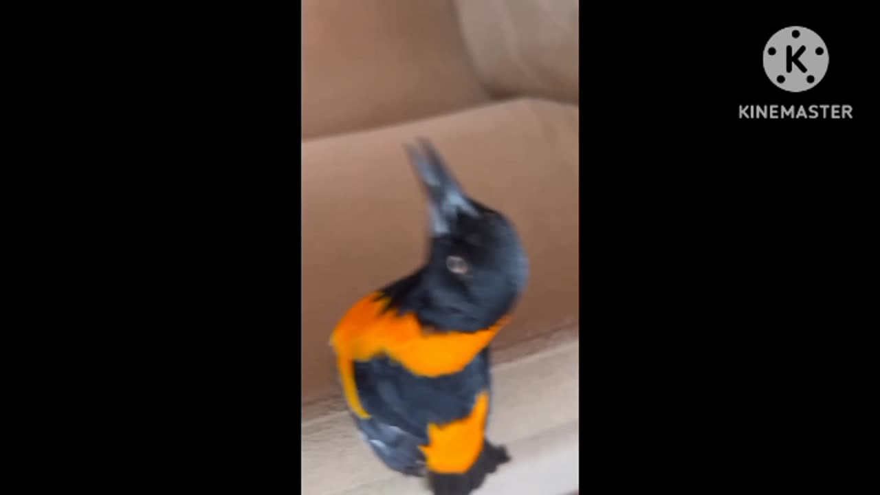 Funny Naughty Birds are Dancing