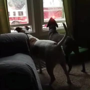 Dog Howls At A Firetruck On His Own Street