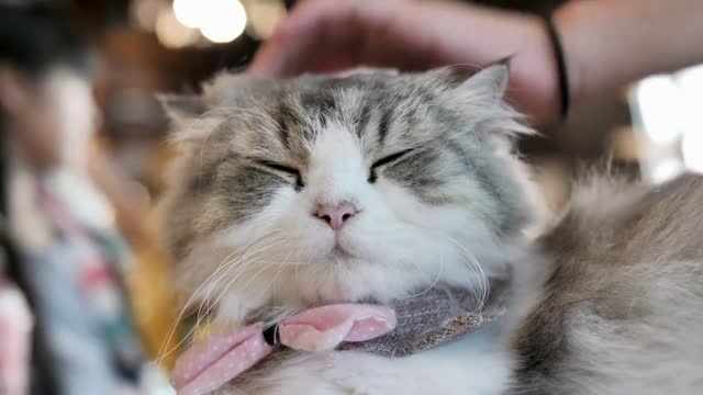 Close up hands of the girl girl plays with sleeping cute tabby cat