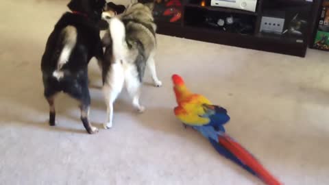 Macaw playing with Dog