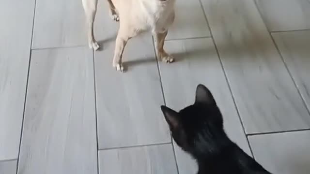 Eat together! Italian Chihuahua