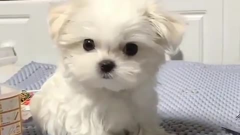 A cute little dog