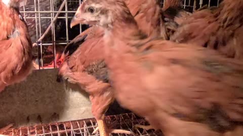 Young Chickens