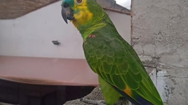 Papagaio apareceu durante meu serviço parte 2