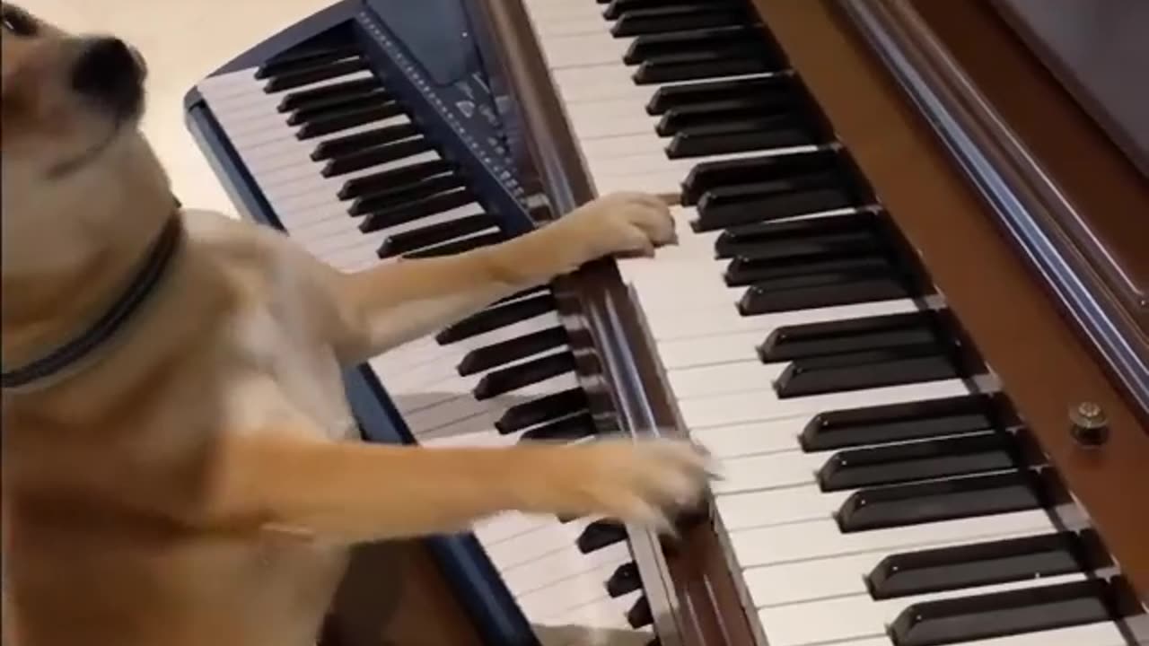 dog ​​playing the piano