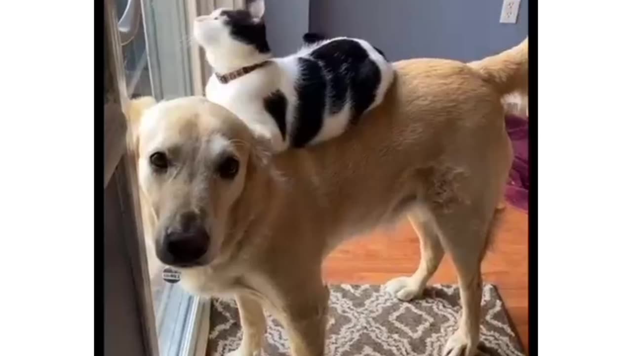 A cute kitten and big dog always be friends forever 🐶