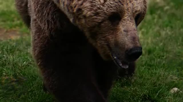 Animal world wild animal brown bear