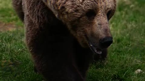 Animal world wild animal brown bear