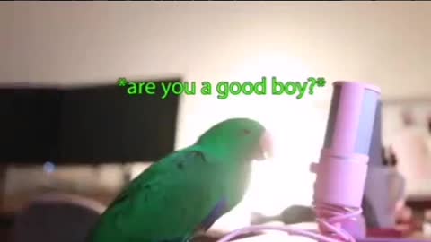 Watch a parrot speaks fluent English