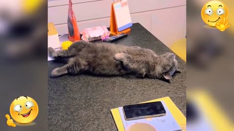 Try Not To Laugh | Funniest Cat Videos In The World | Funny Animal Videos #1