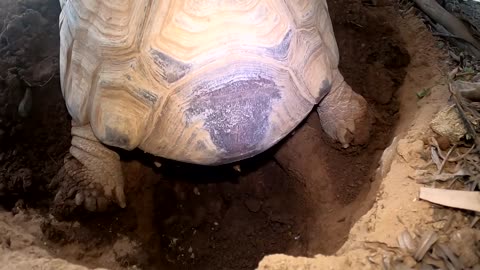 Tortoise Laying Eggs-15
