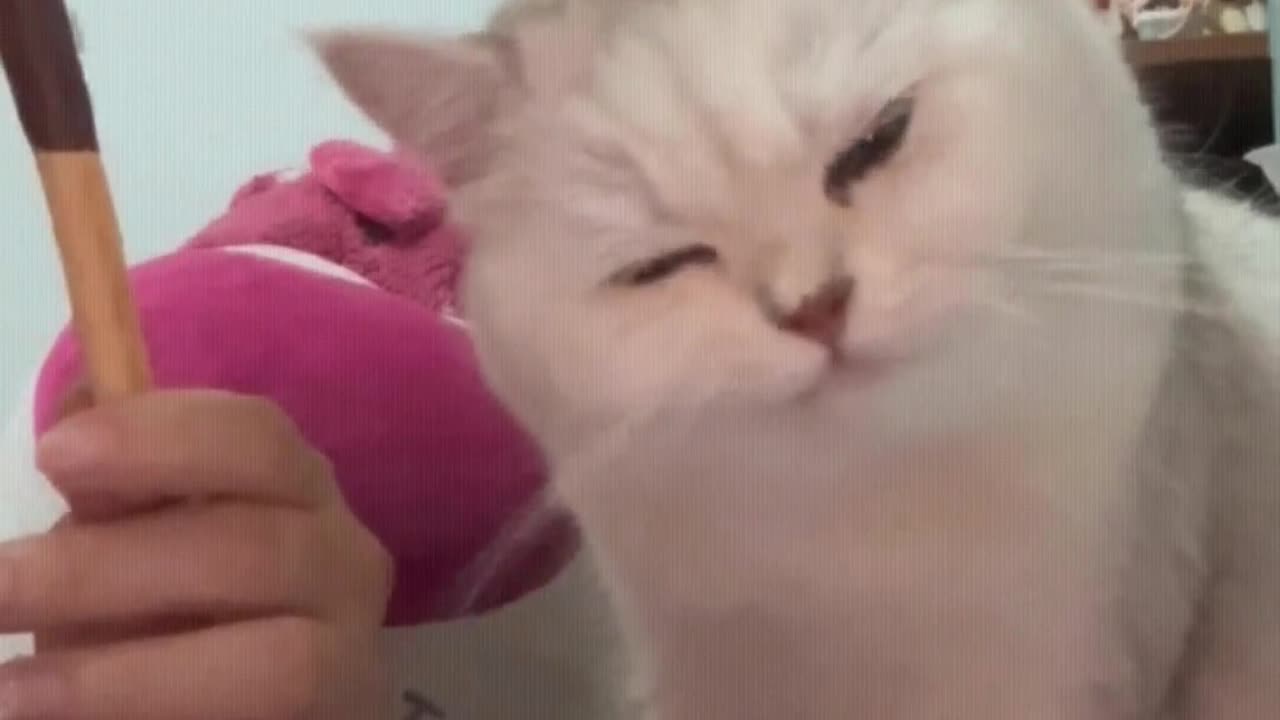 Cat： Didn't I act well？ She didn't even let me taste it.