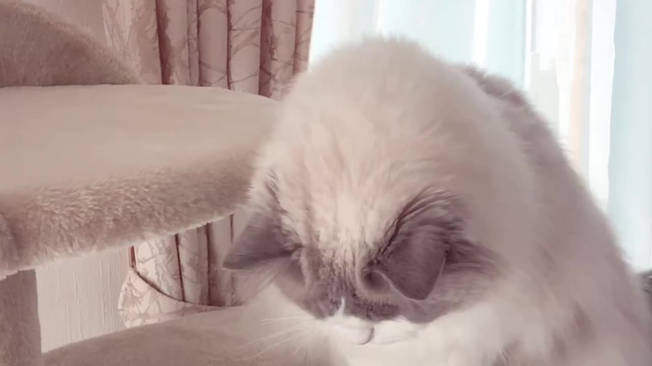 So beautiful Cat 😸 funny video |Funny animal videos| try not to laugh