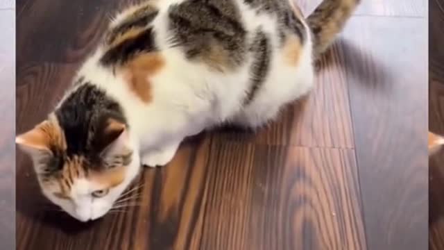 smart cat
