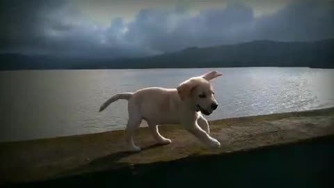 Cute dog playing