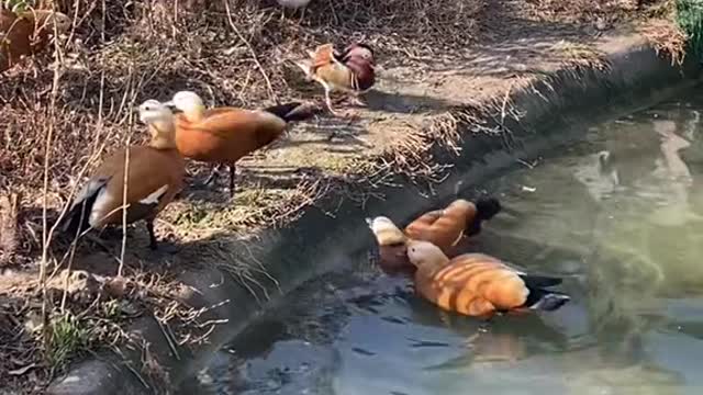 mallards