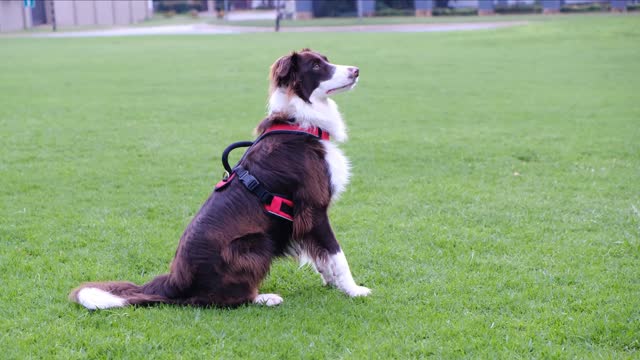 What a beauty this cute dog