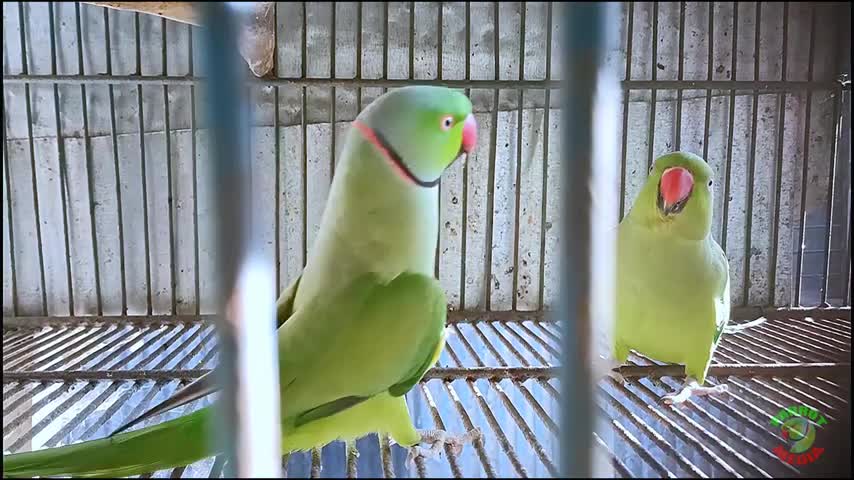 Ring neck parrot 🦜🐦 pair mating call