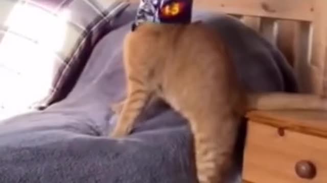 Funny Animals They Do The Strangest Things, Try Not To Laugh! Part 11