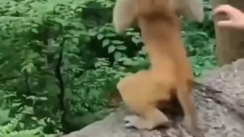 the monkey got scared