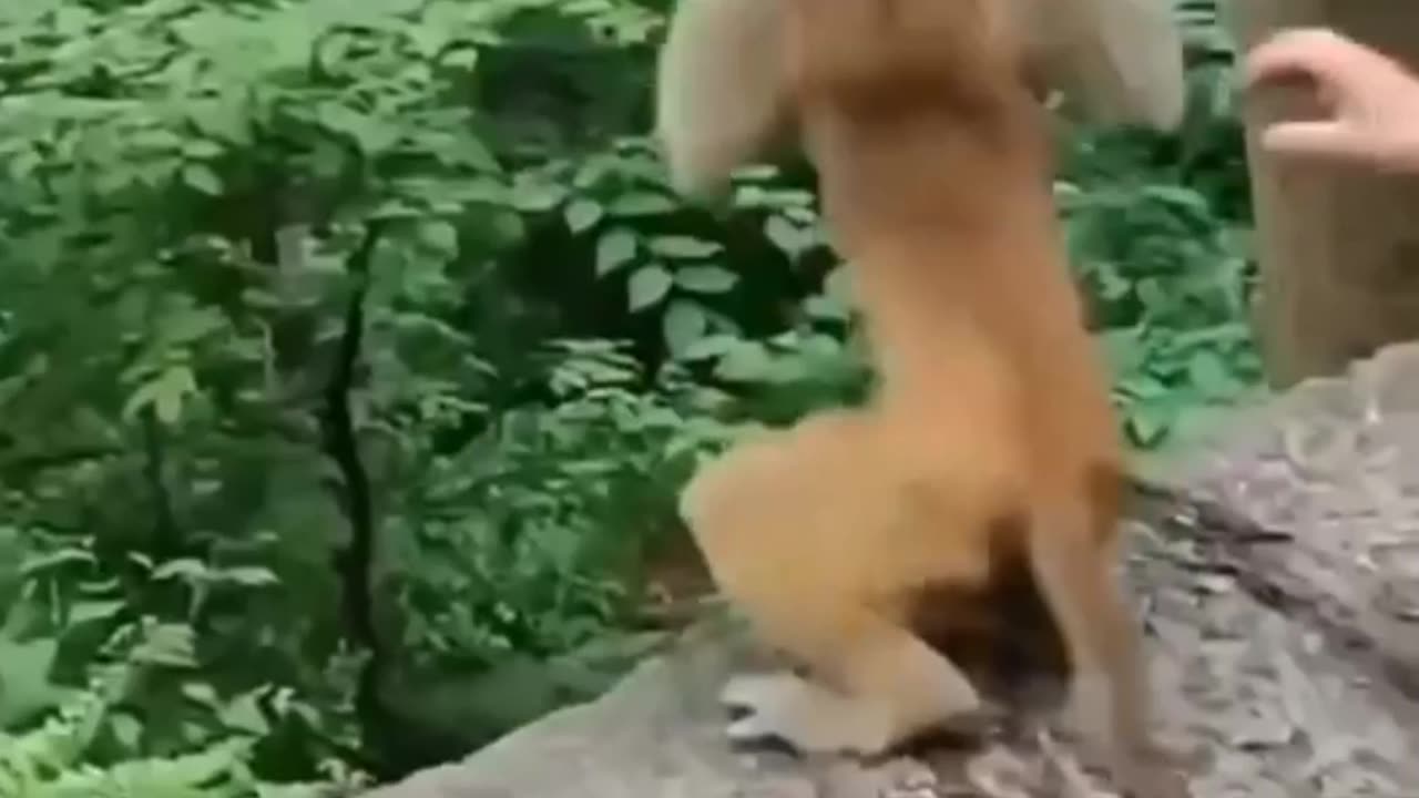 the monkey got scared