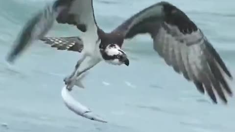 What a Catch