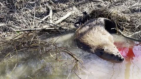 Beaver Foothold Set - Success!