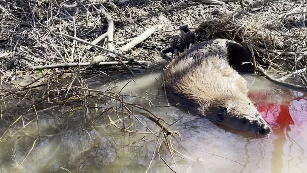 Beaver Foothold Set - Success!