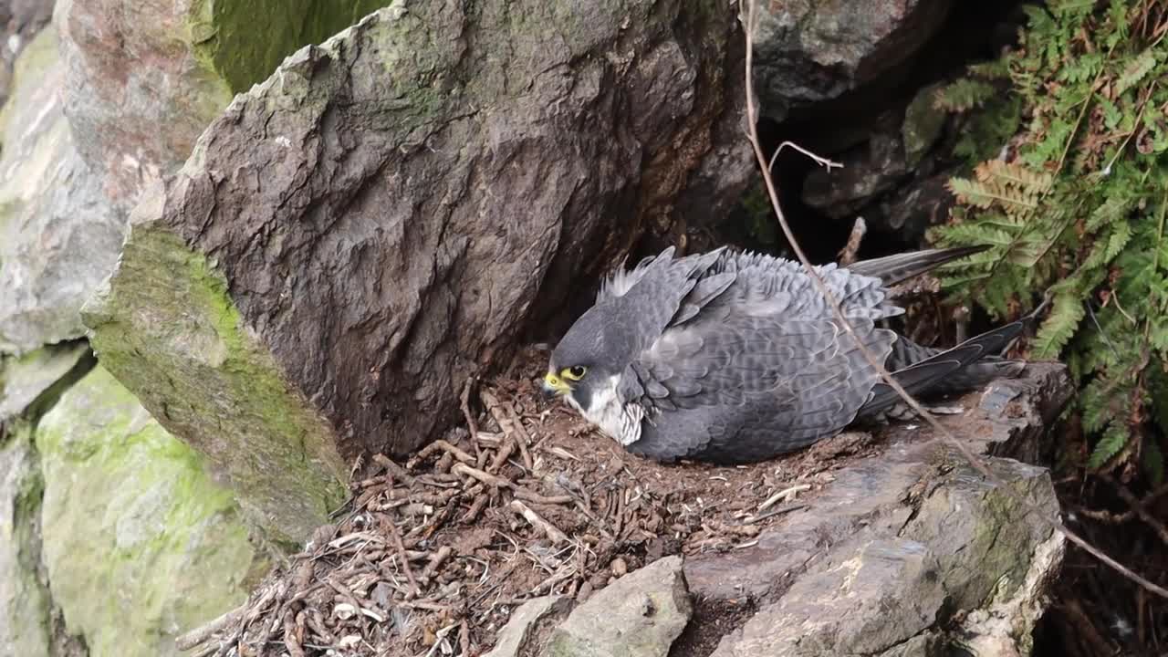 The Brutal Hawk Rips Wild Animals| Summary Of Hawk's Most Terrifying Attacks With Wild Animals