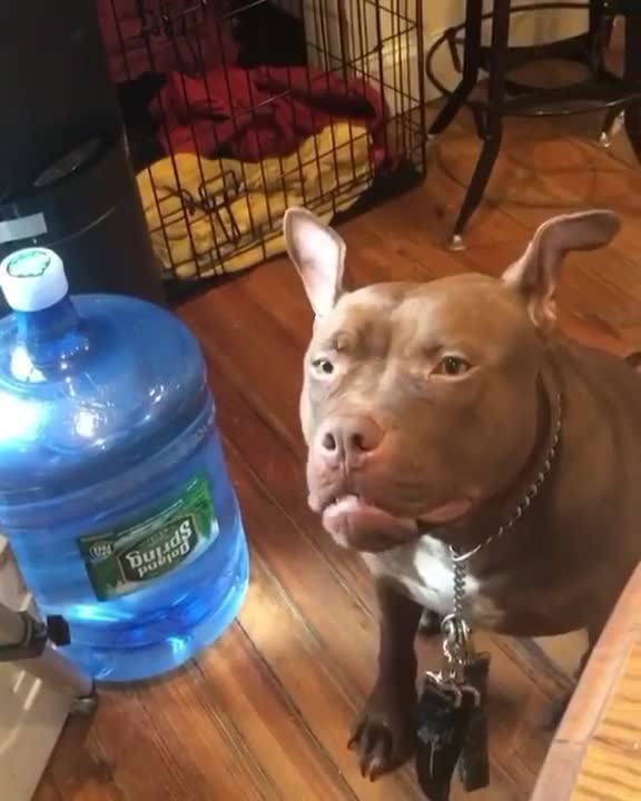 Dog throws tantrum over bagels