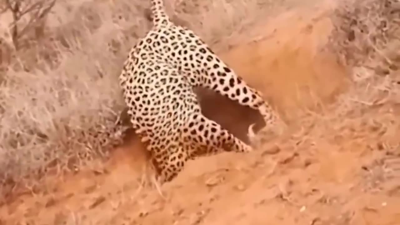 Leopard vs wild boar