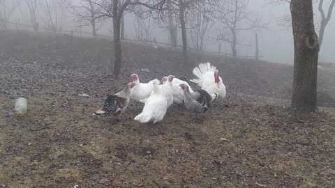 turkeys as