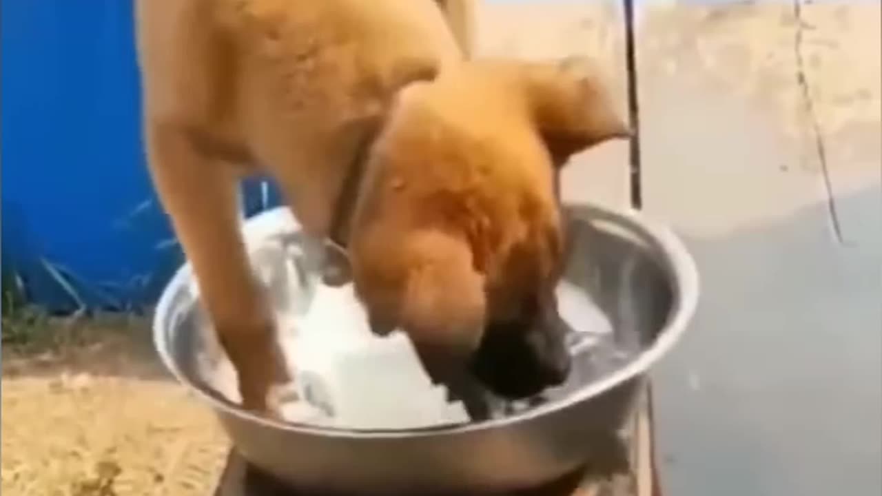 Dog funny video