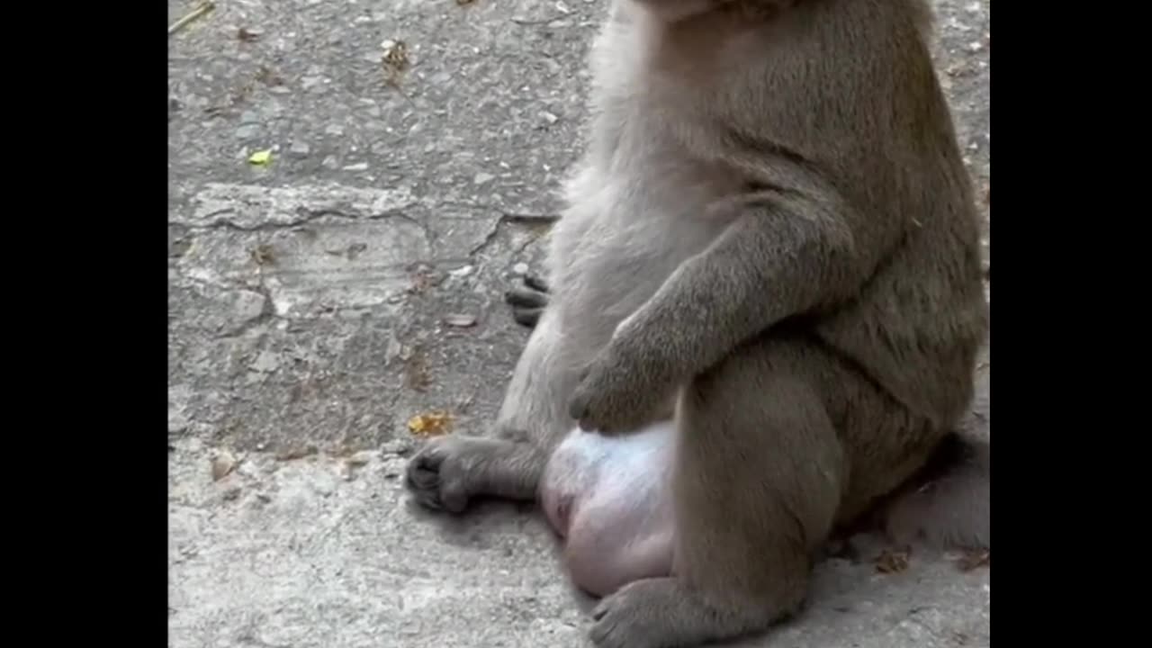 The monkey asked for food from the monks.