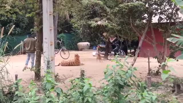 Big Tigger Vs Dog