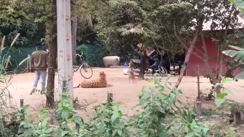 Big Tigger Vs Dog