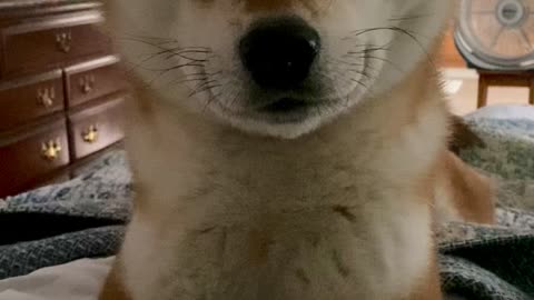 Shiba Inu wants-FOODIE!!!