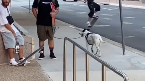 Awesome skater pulls off epic jump over dog's leash