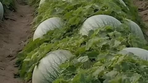 fresh watermelon ready for harvesting....