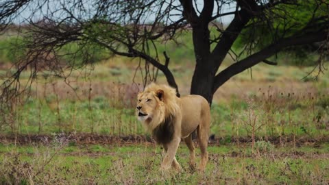 Lion walking in Jungle I Lion Roaring I Wild Predator Animal Stock Footage