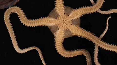 Vichitra prani five leg fevtopus