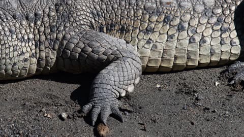 MEXICO, CROCODILE at the Marina (American Crocodile)