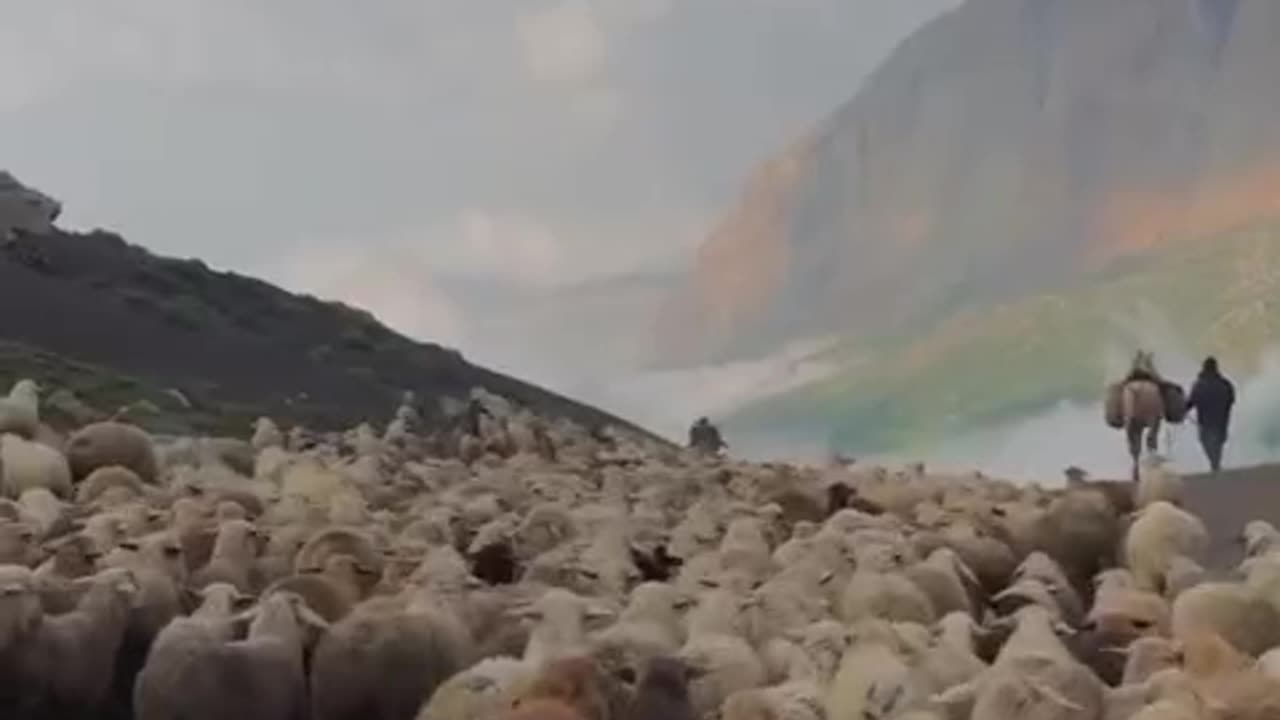 Herding sheep